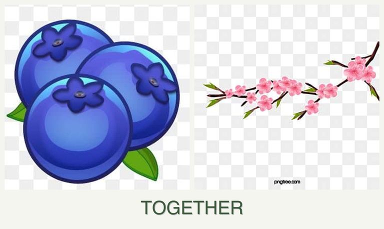 Can you plant blueberries and peaches together?
