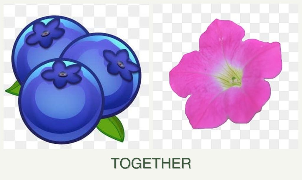 Can you plant blueberries and petunias together?