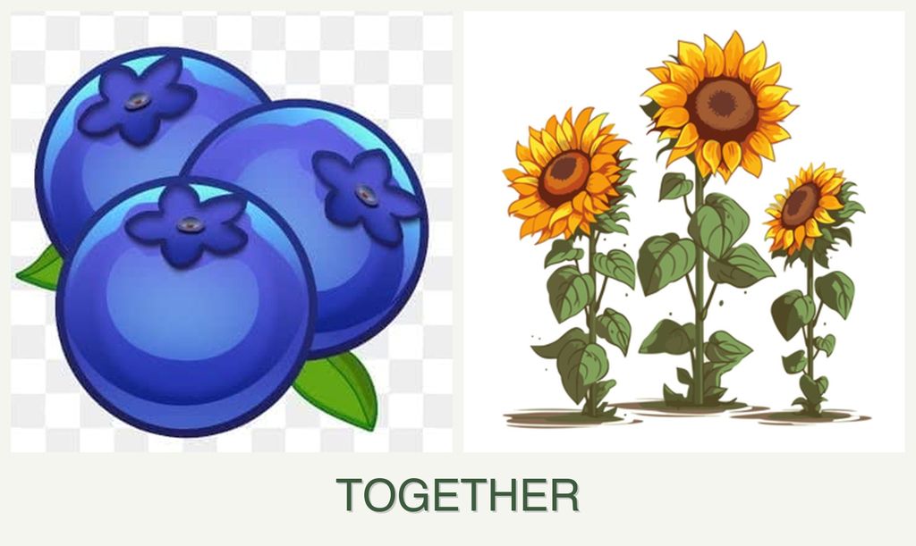 Can you plant blueberries and sunflowers together?