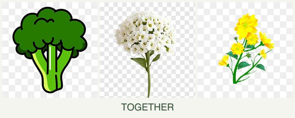 Can you plant broccoli, alyssum and calendula together?