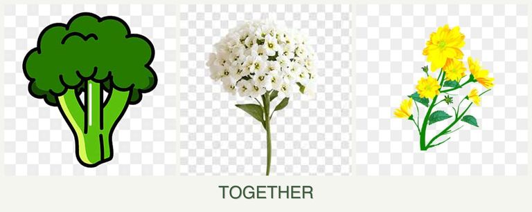 Can you plant broccoli, alyssum and calendula together?