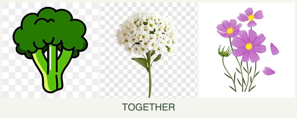 Can you plant broccoli, alyssum and cosmos together?
