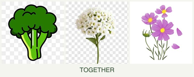 Can you plant broccoli, alyssum and cosmos together?