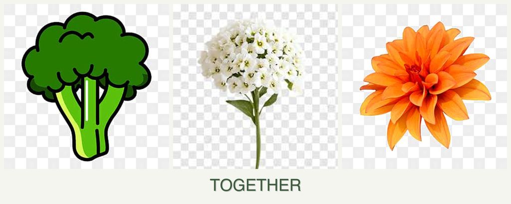 Can you plant broccoli, alyssum and dahlias together?
