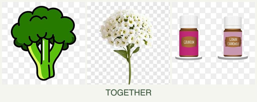 Can you plant broccoli, alyssum and geraniums together?