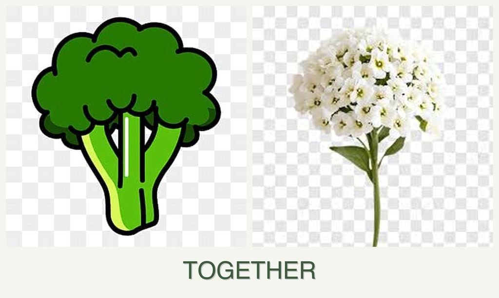 Can you plant broccoli and alyssum together?