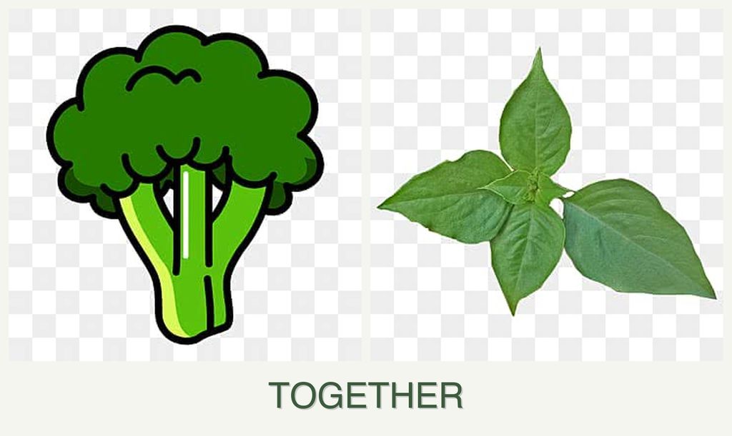 Can you plant broccoli and basil together?