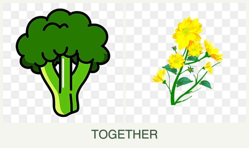 Can you plant broccoli and calendula together?