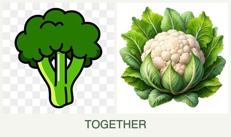 Can you plant broccoli and cauliflower together?