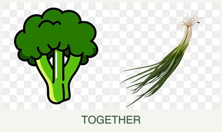 Can you plant broccoli and chives together?