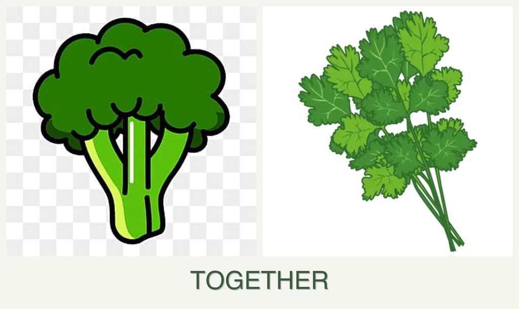 Can you plant broccoli and cilantro together?