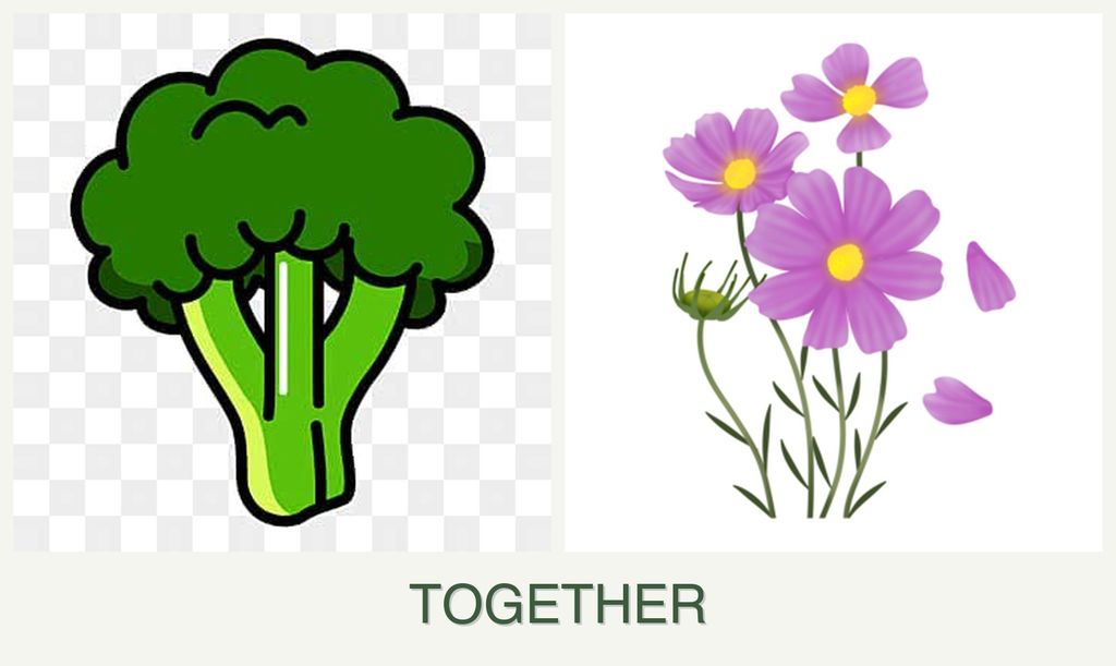 Can you plant broccoli and cosmos together?