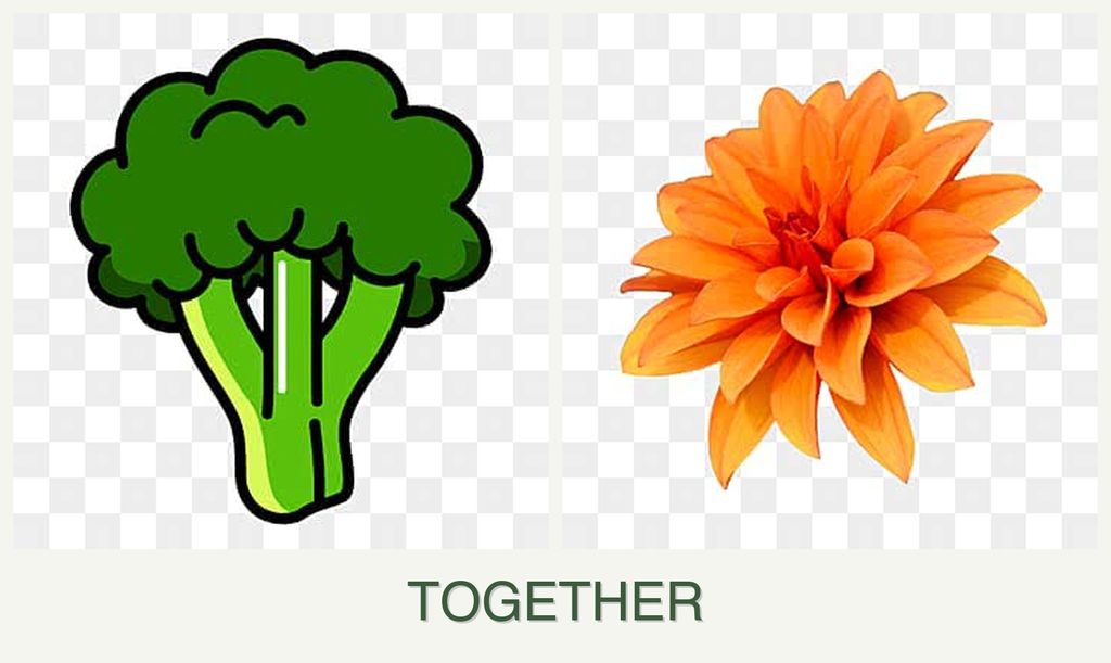 Can you plant broccoli and dahlias together?