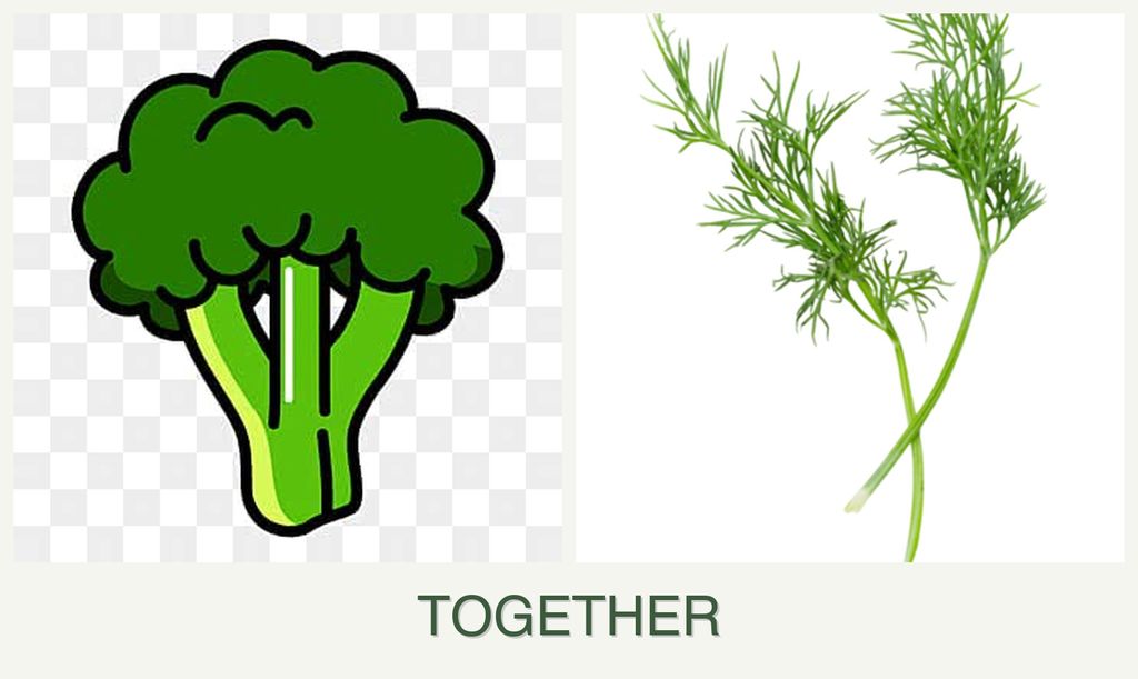 Can you plant broccoli and dill together?