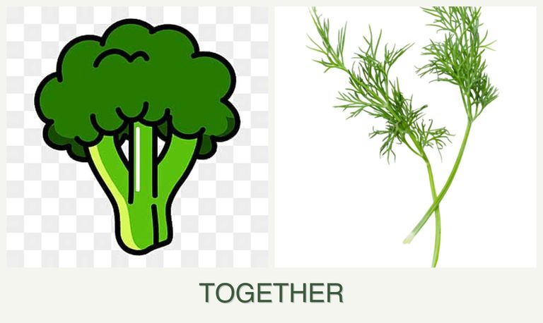 Can you plant broccoli and dill together?