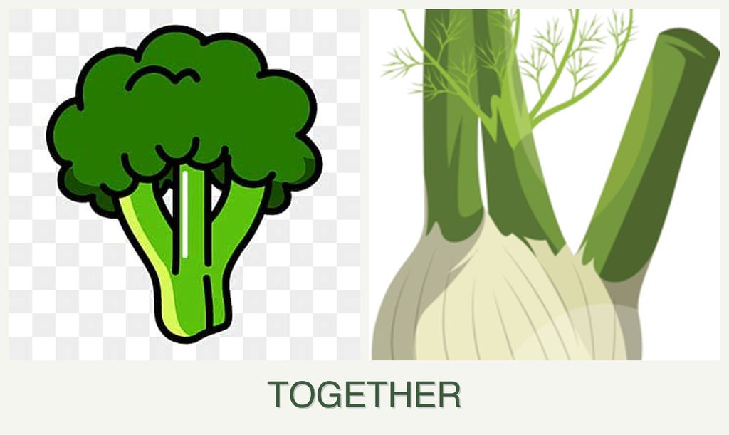 Can you plant broccoli and fennel together?