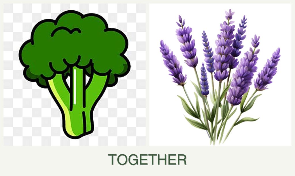 Can you plant broccoli and lavender together?