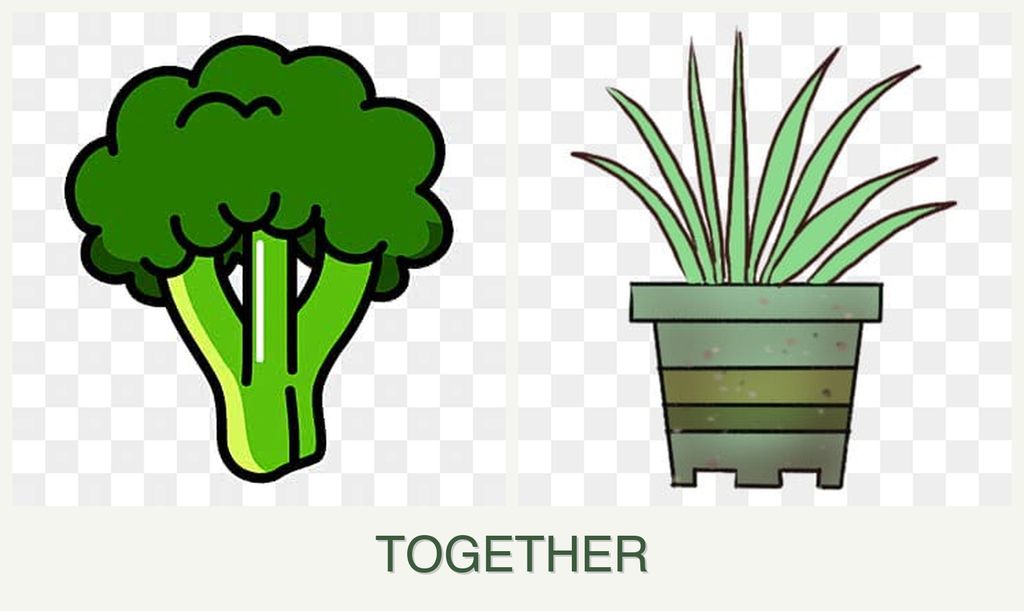 Can you plant broccoli and lemongrass together?