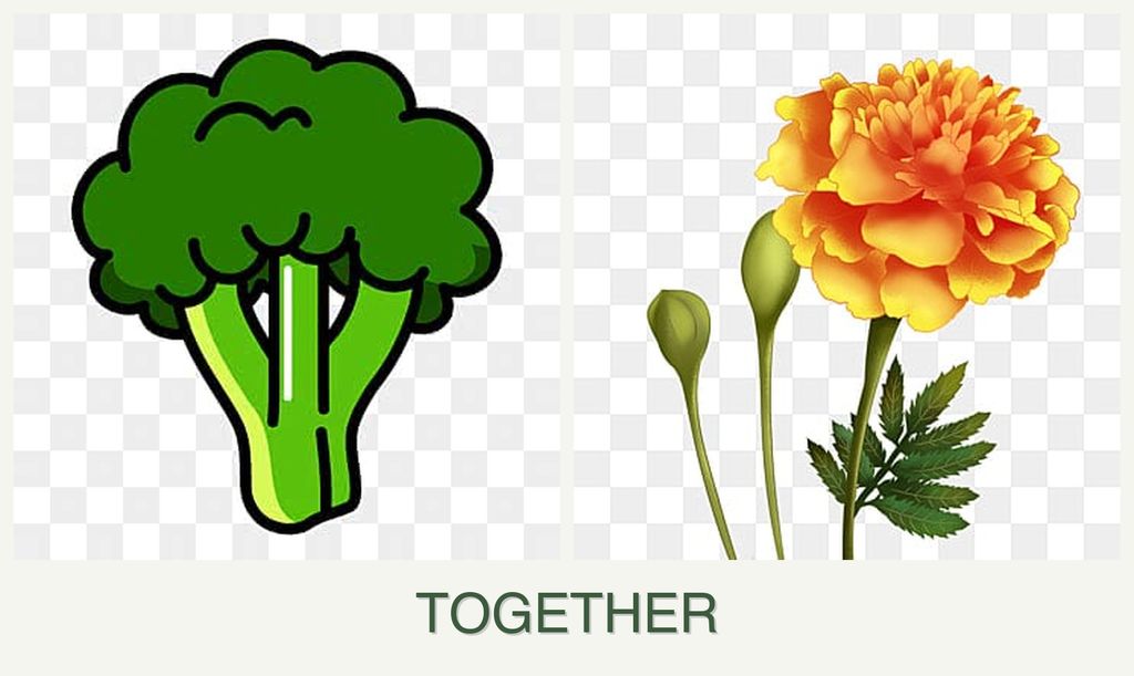 Can you plant broccoli and marigolds together?