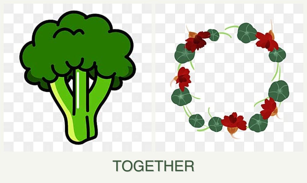 Can you plant broccoli and nasturtiums together?