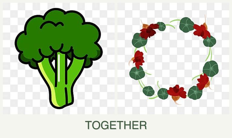 Can you plant broccoli and nasturtiums together?