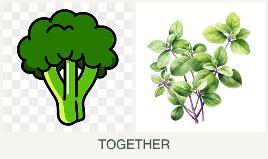 Can you plant broccoli and oregano together?