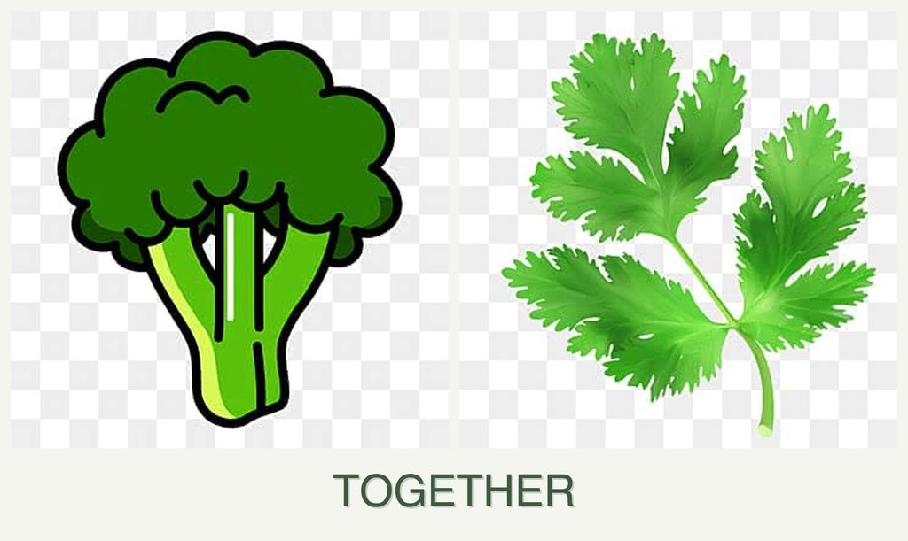 Can you plant broccoli and parsley together?