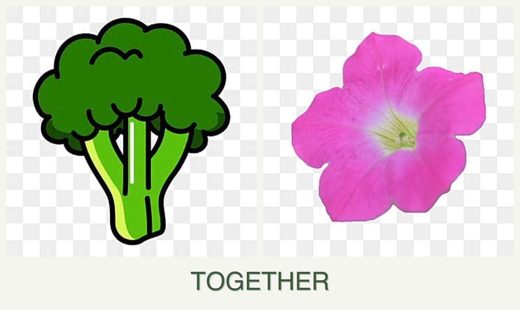 Can you plant broccoli and petunias together?