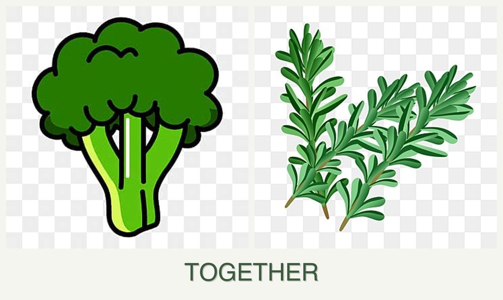 Can you plant broccoli and rosemary together?