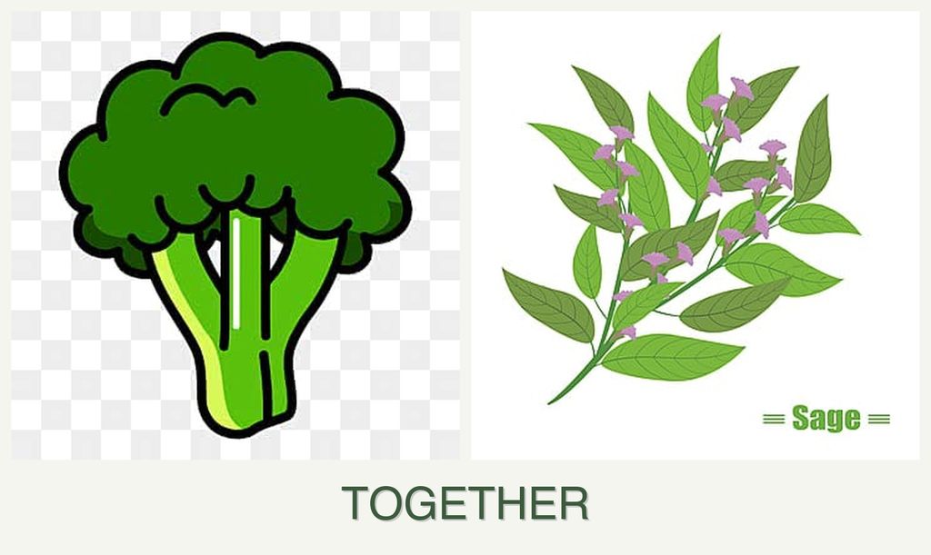 Can you plant broccoli and sage together?