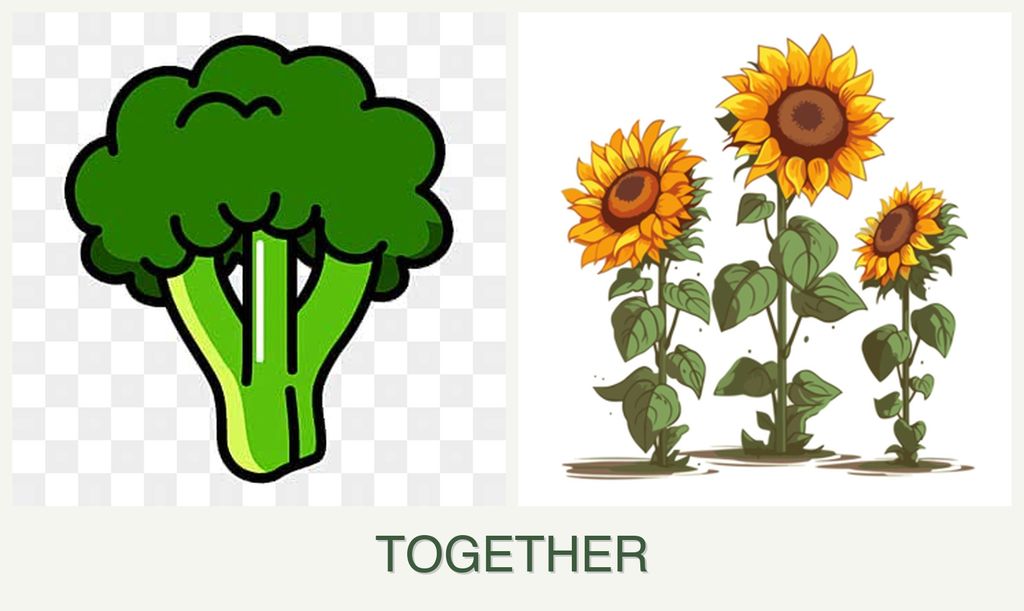 Can you plant broccoli and sunflowers together?