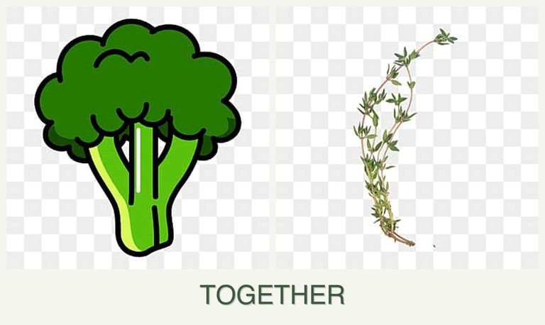 Can you plant broccoli and thyme together?