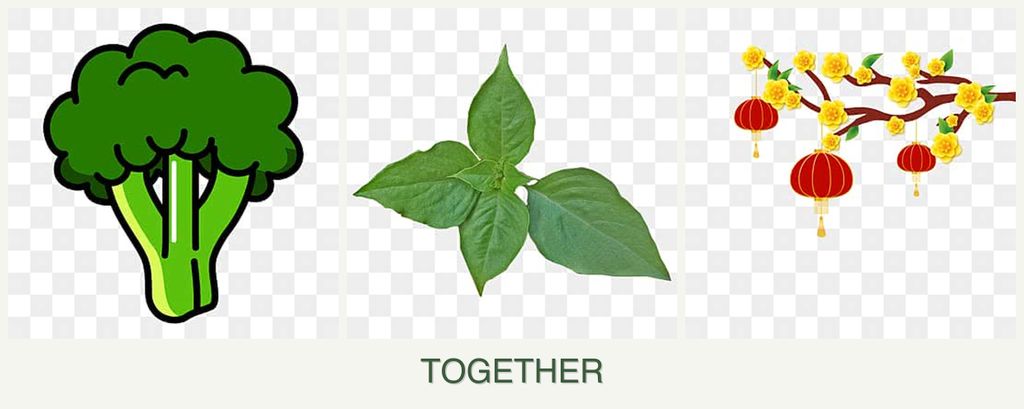 Can you plant broccoli, basil and apricots together?