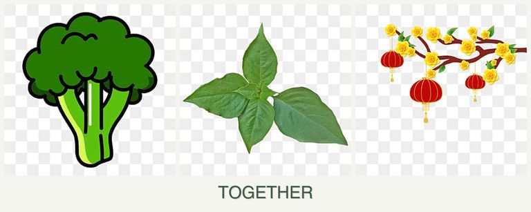 Can you plant broccoli, basil and apricots together?