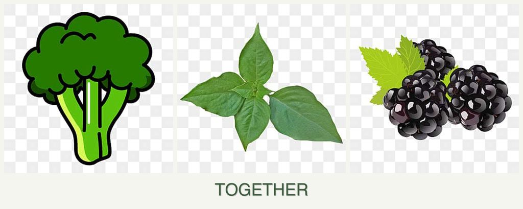 Can you plant broccoli, basil and blackberries together?