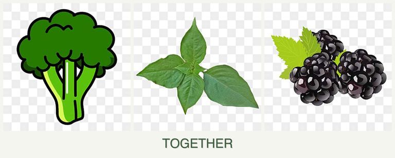 Can you plant broccoli, basil and blackberries together?