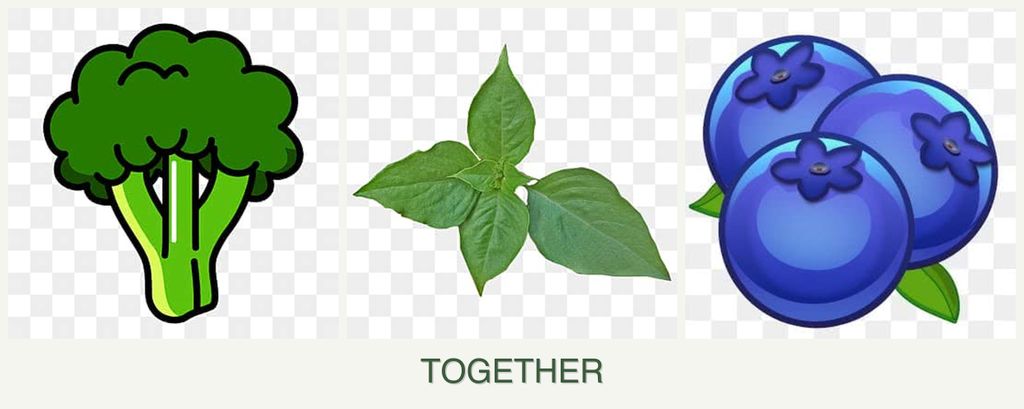 Can you plant broccoli, basil and blueberries together?