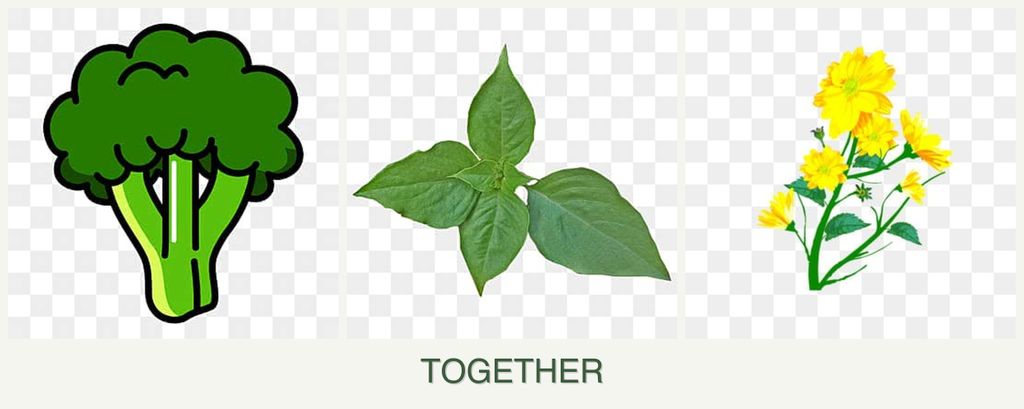 Can you plant broccoli, basil and calendula together?