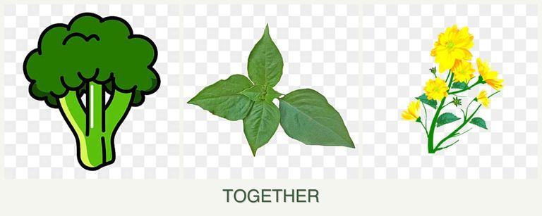 Can you plant broccoli, basil and calendula together?