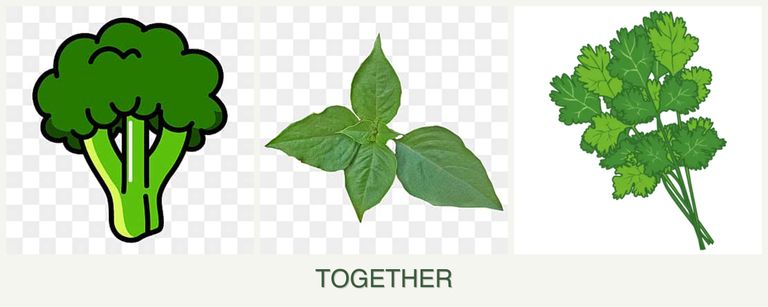 Can you plant broccoli, basil and cilantro together?