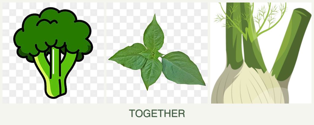 Can you plant broccoli, basil and fennel together?