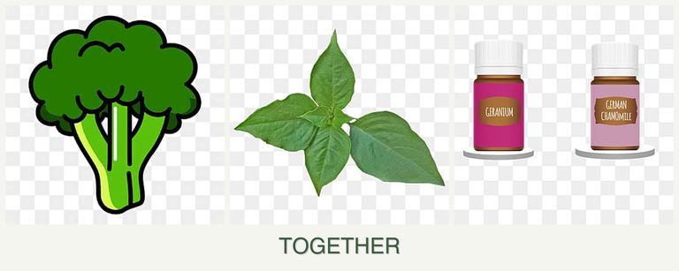 Can you plant broccoli, basil and geraniums together?