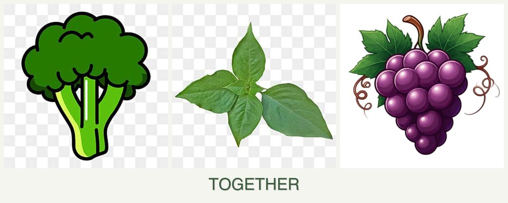 Can you plant broccoli, basil and grapes together?