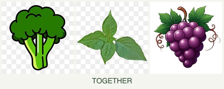 Can you plant broccoli, basil and grapes together?