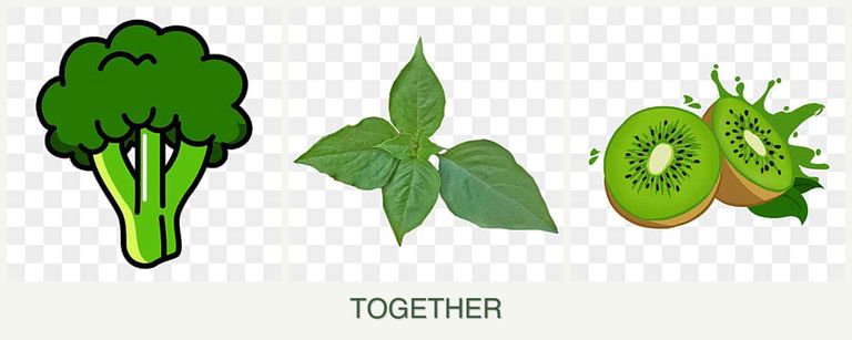 Can you plant broccoli, basil and kiwi together?