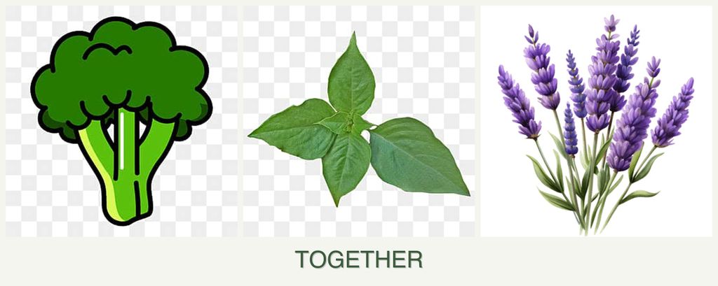 Can you plant broccoli, basil and lavender together?