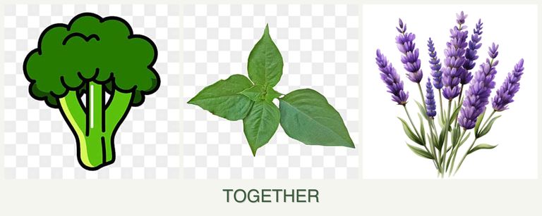 Can you plant broccoli, basil and lavender together?