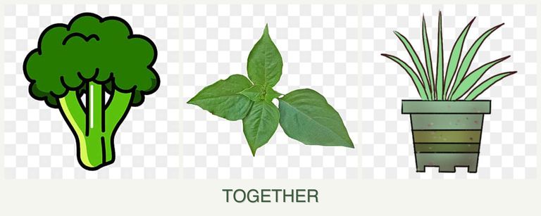 Can you plant broccoli, basil and lemongrass together?