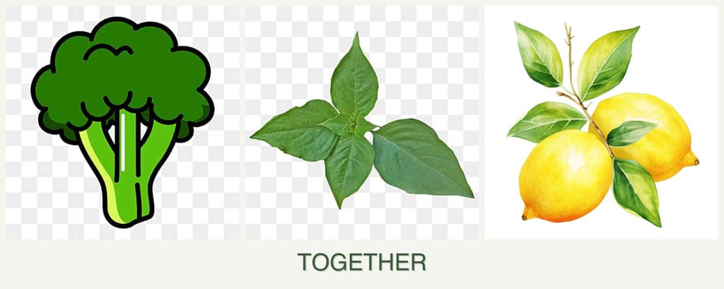 Can you plant broccoli, basil and lemons together?