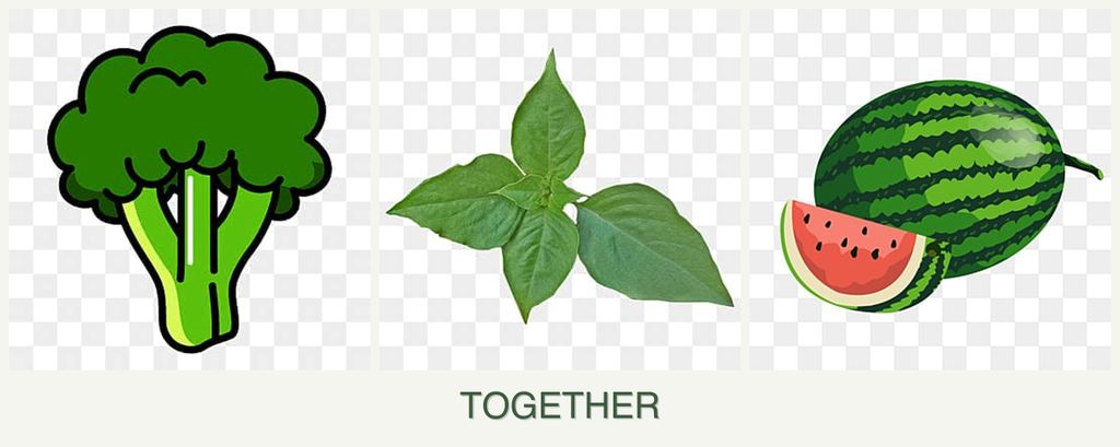 Can you plant broccoli, basil and melons together?